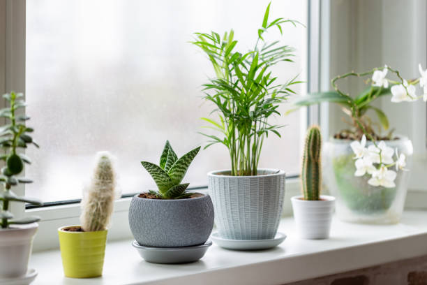 Add-a-Few-Plants-to-Your-Room