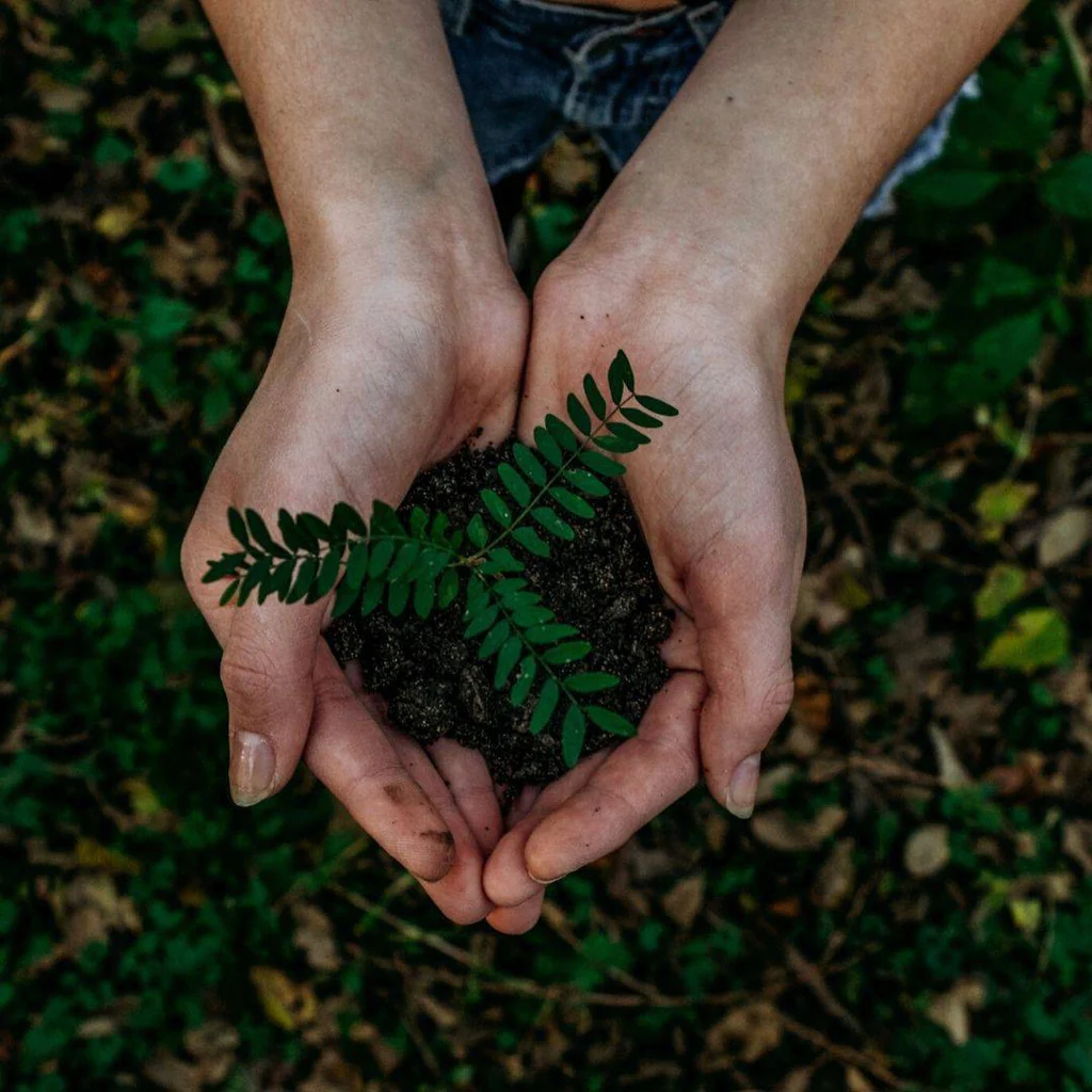 Plant a Tree